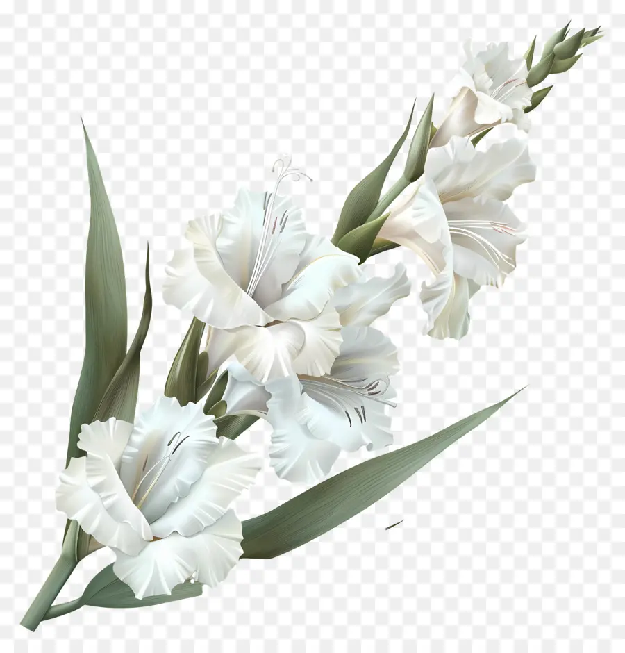 weiße Gladioli weiße Blumen Bouquet Wildblumen Gänseblümchen - Lebendiger weißer Wildblumenstrauß auf schwarzem Hintergrund