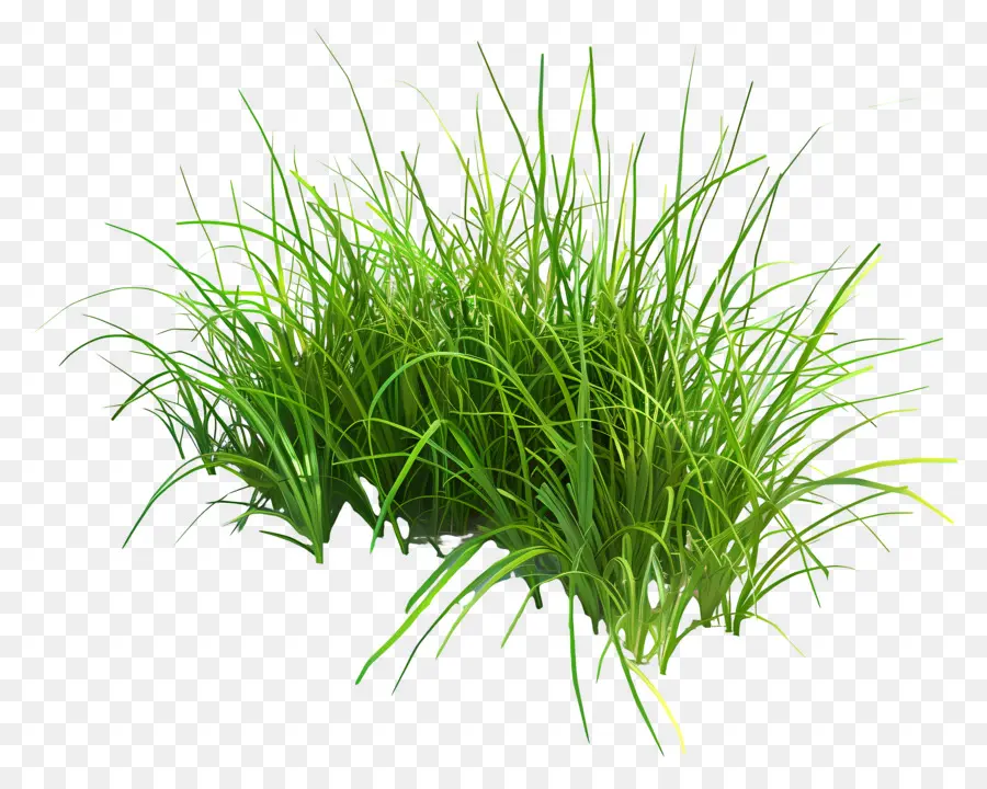 Erba Bush verde erba lussureggiata lussureggiante - Primo piano delle lame di erba verde, sfondo non focalizzato
