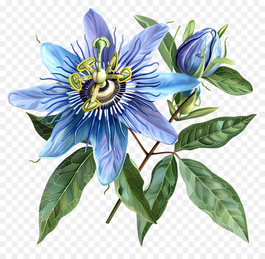 fiore blu - Fiore di passione blu con stame arancione, centro pieno di polline