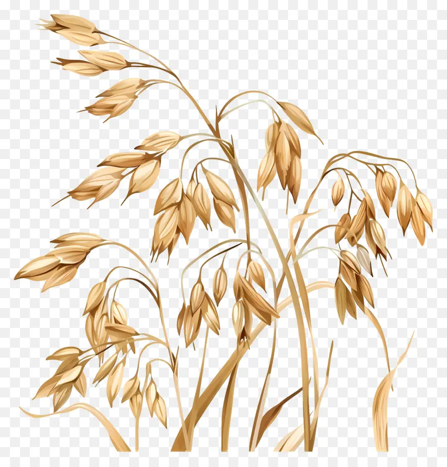 oats oats harvest farming agriculture