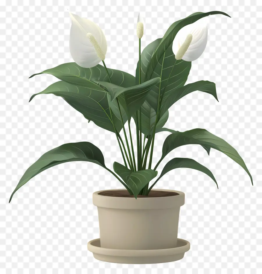 hoa trắng - Lily hòa bình trắng trong nồi màu be
