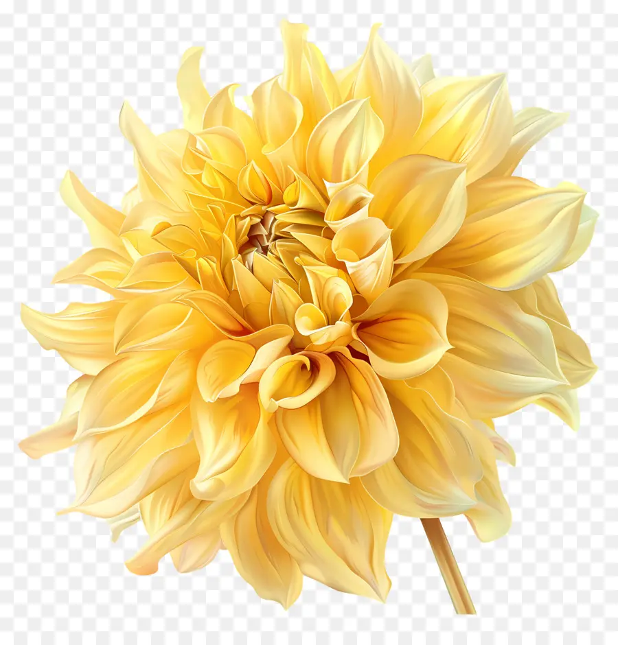 hoa màu vàng - Daffodil màu vàng sáng với trung tâm màu trắng