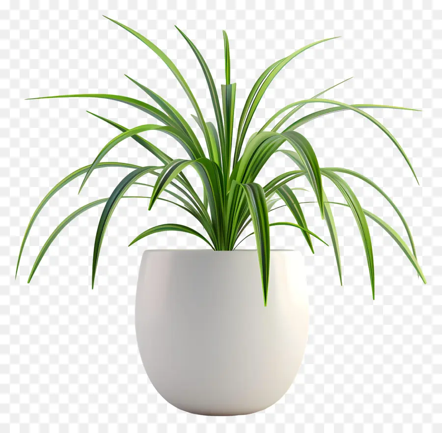 pianta di ragno in vaso vegetazione di piante d'appartamento - Pianta alta sana nel vaso bianco