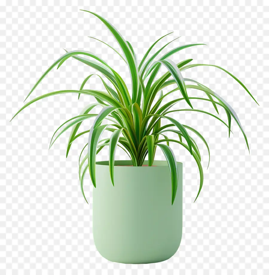 potted spider plant houseplant indoor plant potted plant green plant