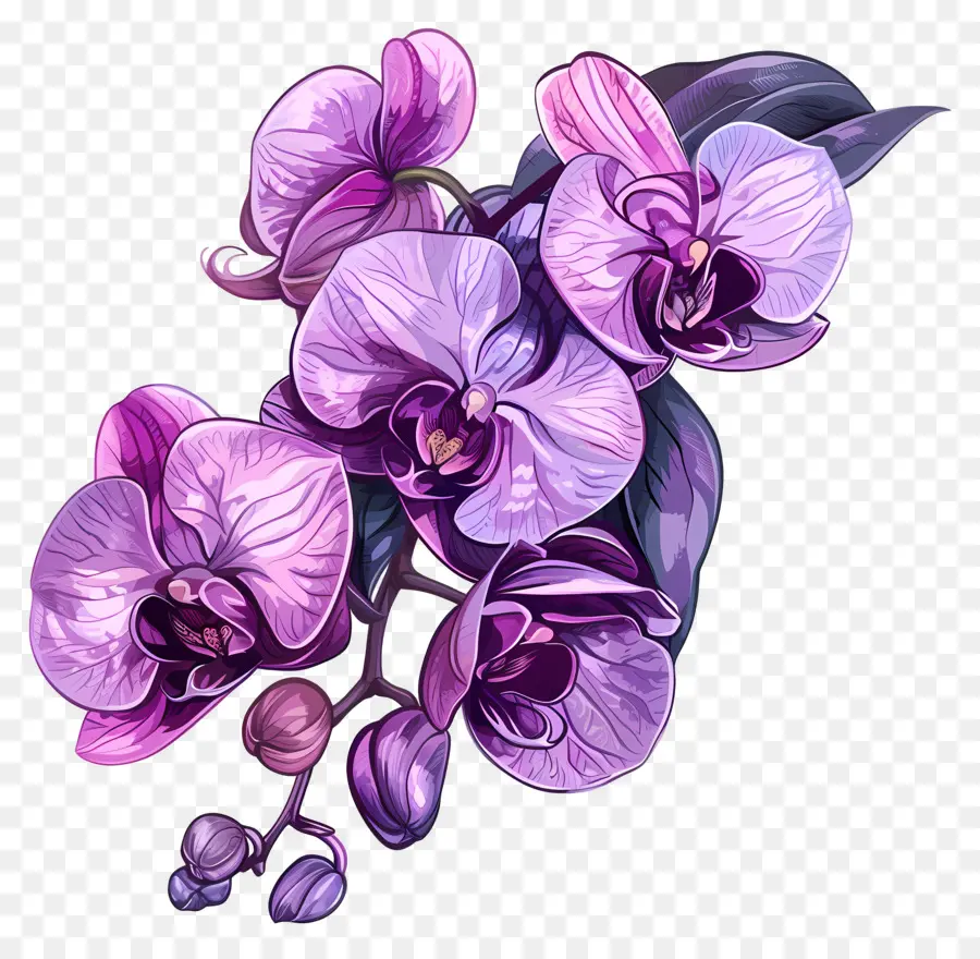 lila Orchidee rosa Orchideen -Blumenorchideenpflanzen stilisiert - Detaillierte Darstellung der rosa Orchideenblume