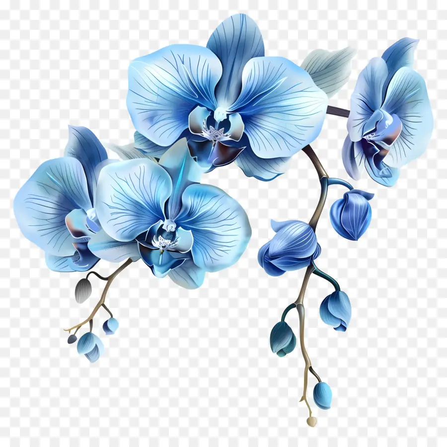bouquet di fiori - Bouquet blu orchideo con fiori bianchi