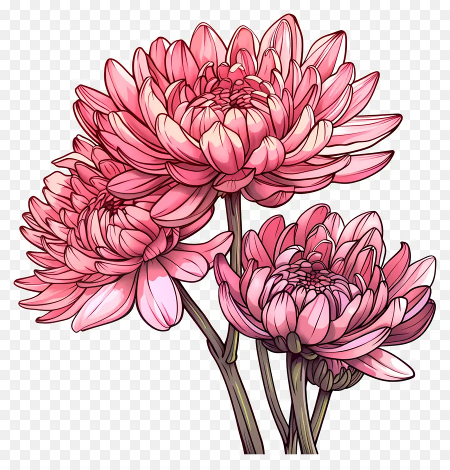 Pink Chrysanthemum Chrysanthemum Flowers Petali rosa - Tre fiori di crisantemo rosa con centri gialli