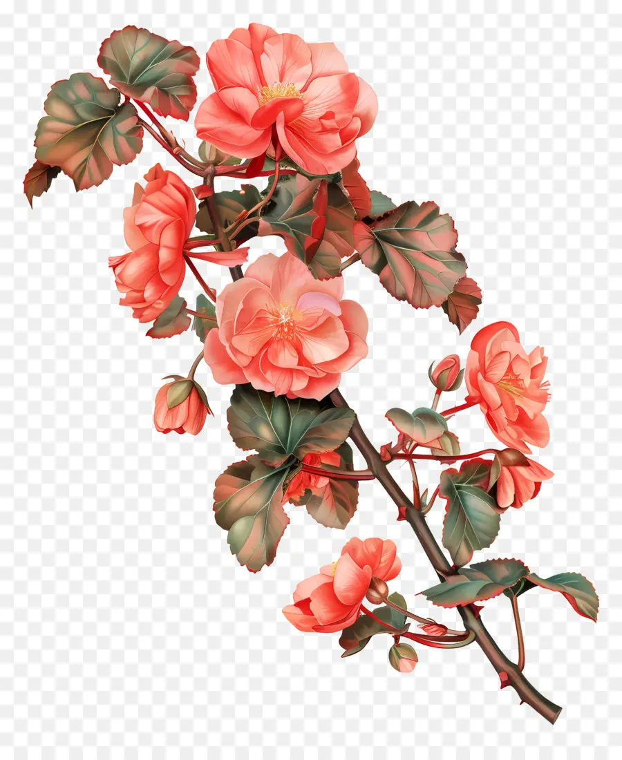 begonias ramo floreale fiori rosa fiori verde foglie a cascata - Delicato ramo floreale con fiori rosa