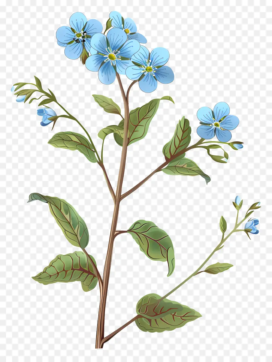 Quên tôi không hoa nhỏ hoa màu xanh quên tôi không còn màu xanh lá cây cuộn tròn - Hoa nhỏ màu xanh với cánh hoa cuộn tròn