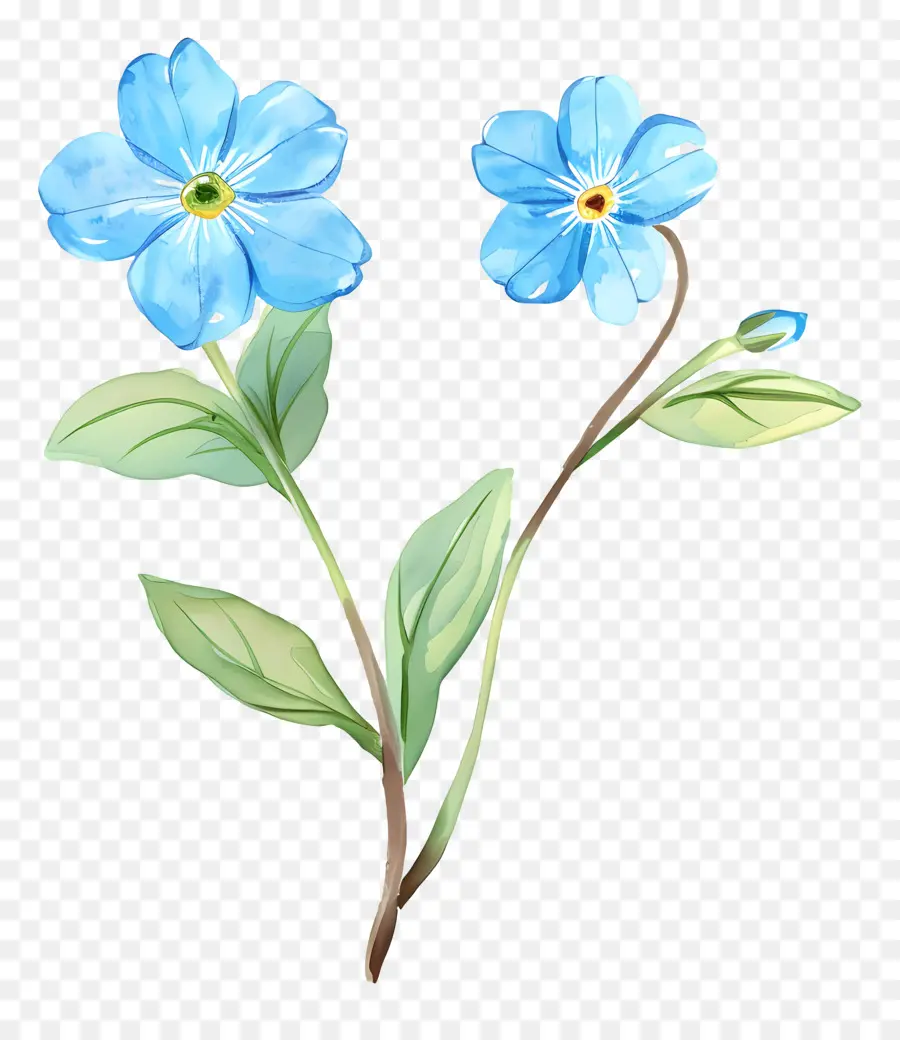 Quên tôi không hoa hoa màu xanh lá cây màu xanh lá cây năm cánh hoa màu xanh nhạt - Hai bông hoa màu xanh với lá xanh