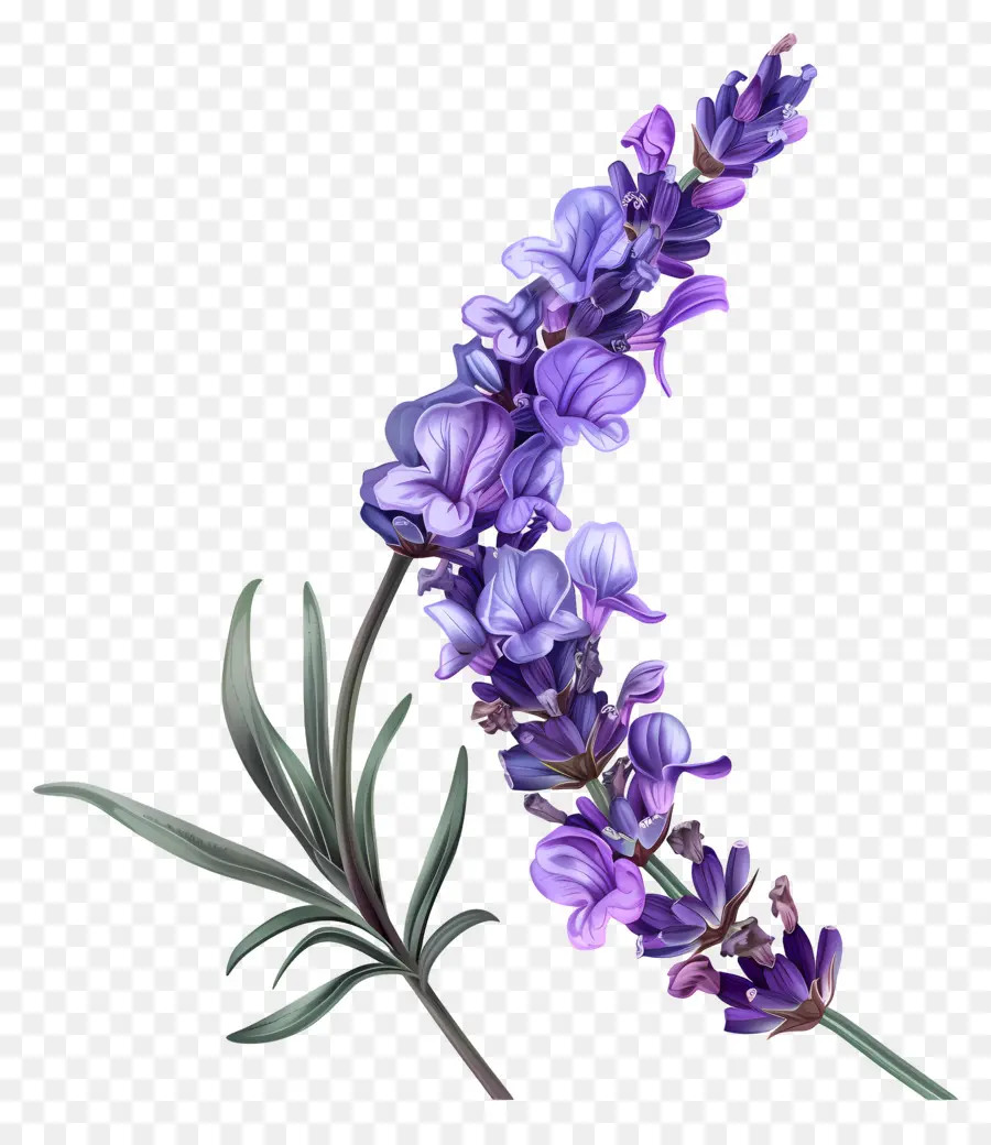 Lavendel Blume - Fliederblume mit Halbmondblättern, grüne Blätter