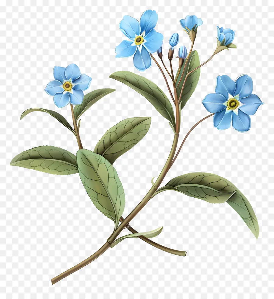 non dimenticarmi di non far dimenticare i fiori selvatici dipinti a mano - Illustrazione dipinta a mano di blu non dimentica-me-nots