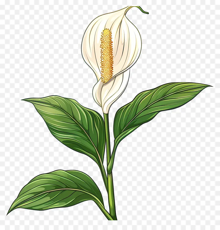 fiore bianco - Calla bianca Lily con foglie a spirale