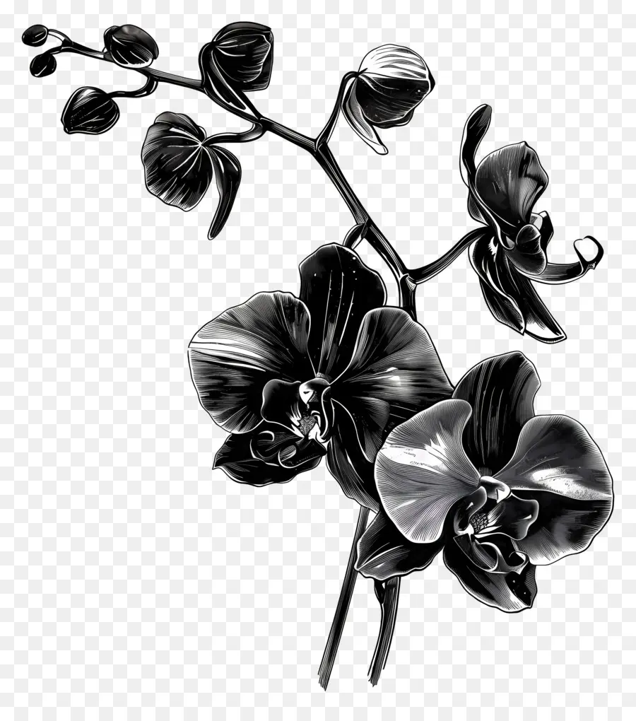 Schwarze Orchideen Orchidee Schwarz -Weiß -Nahaufnahme -Makroobjektiv - Monochrome Orchideenanlage mit Nahaufnahmedetails