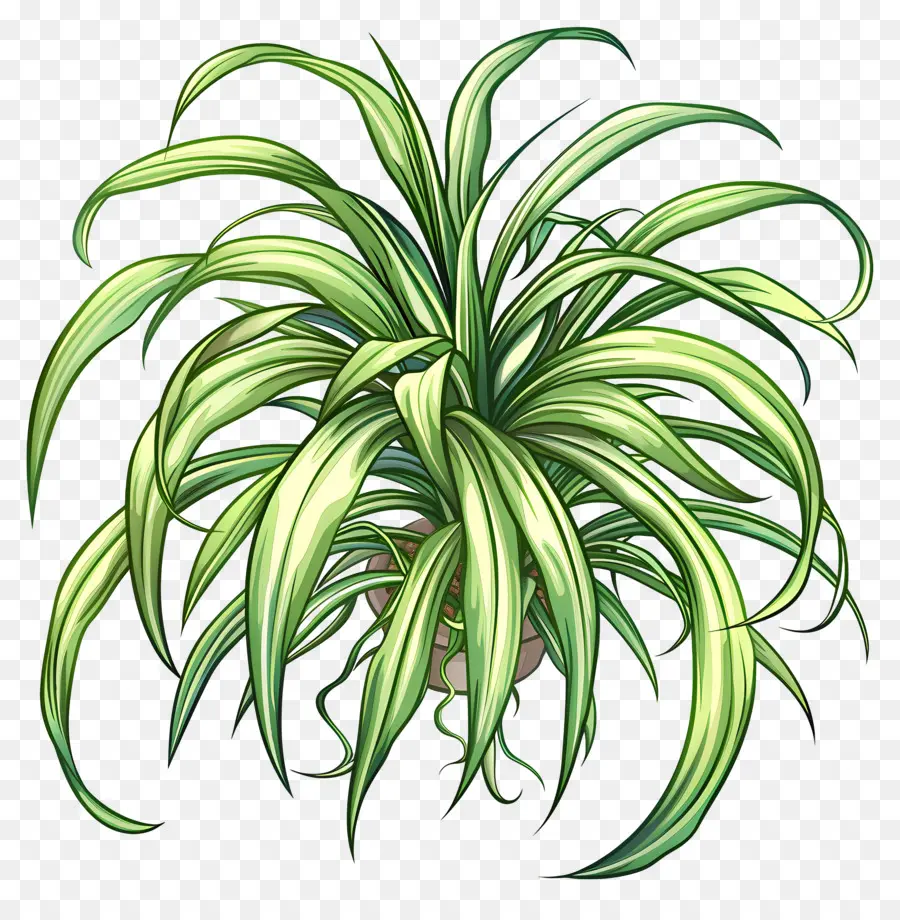 pianta di ragno pianta in vaso foglie verdi foglie di pianta interno - Pianta in vaso con lunghe foglie verdi