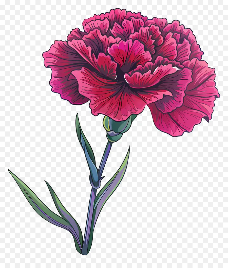 disegno floreale - Garofano rosa in acquerello su sfondo nero