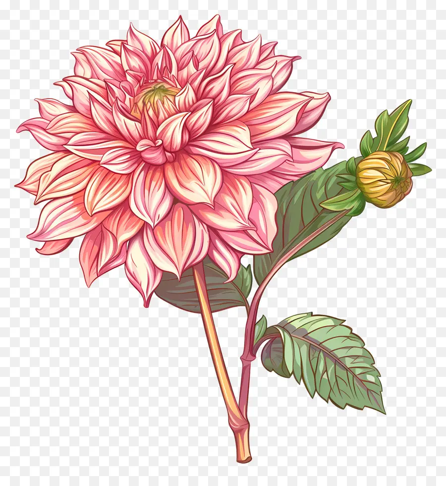 fiore rosa - Illustrazione realistica di grande fiore rosa