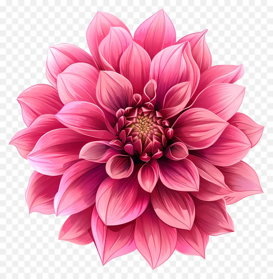 fiore rosa - Fiore rosa Dahlia su sfondo nero