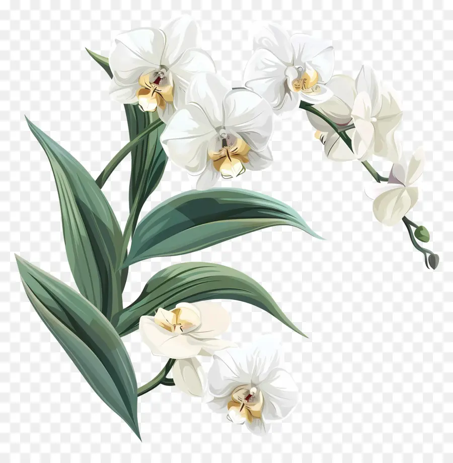 la disposizione dei fiori - Orchidee bianche in piena fioritura, disposizione naturalistica