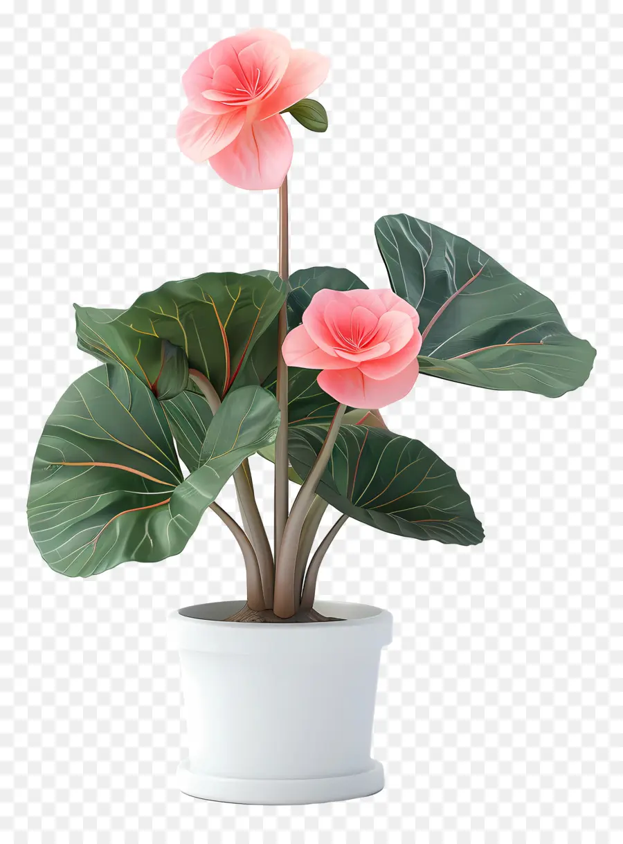 Blumentopf - Topfpflanze mit rosa Blumen auf dunklem Hintergrund