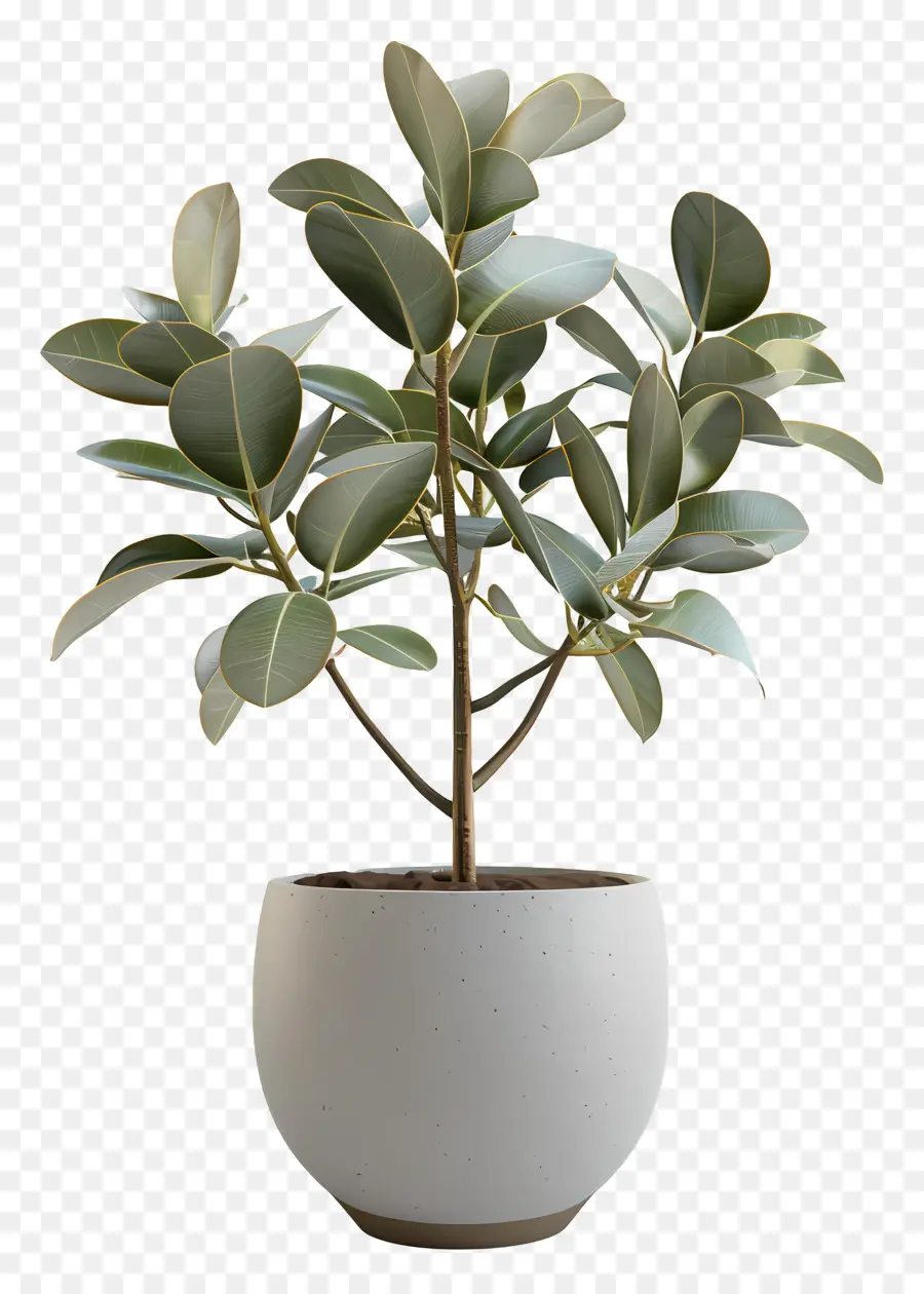 Gummibaum - Kleine Pflanze im Topf, farbenfrohe Blätter, klar