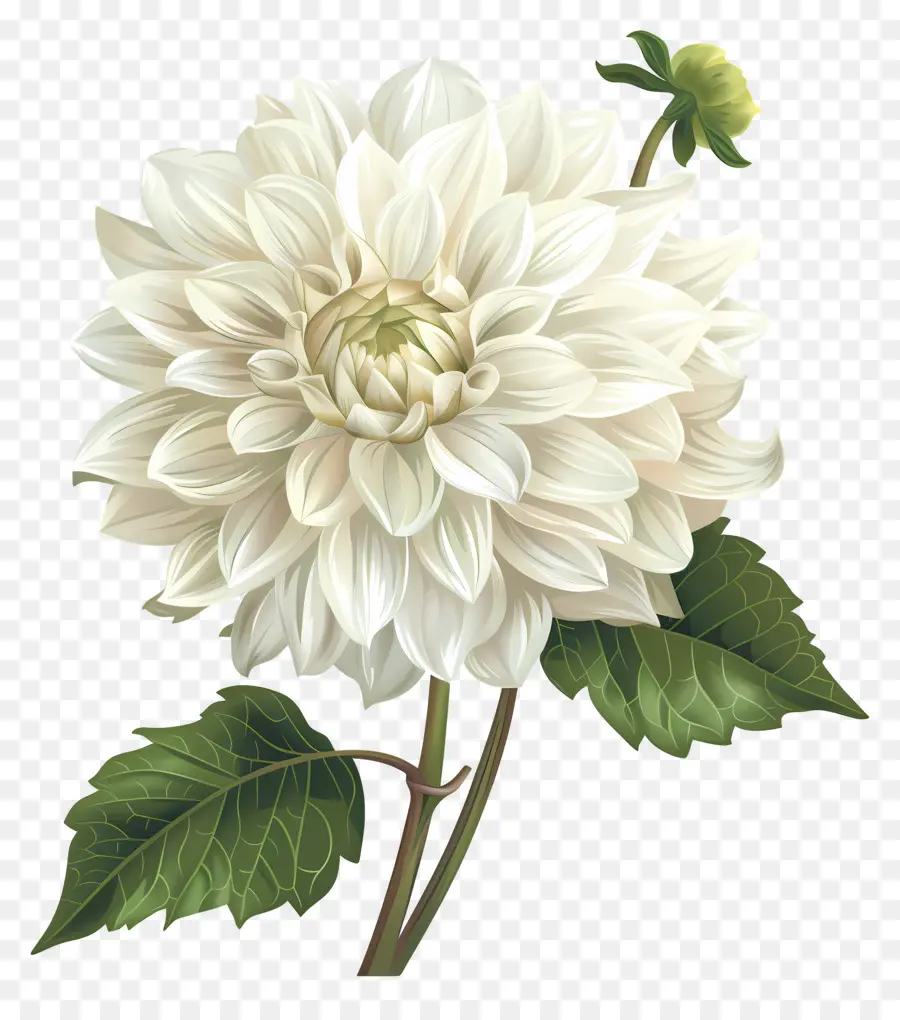weiße Blume - Lebendige weiße Blume in voller Blüte