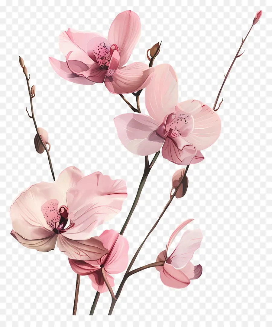 Orchids Flower Branch Pink Flowers Bloom Delicate Petali - Ramo bianco e nero di delicati fiori rosa