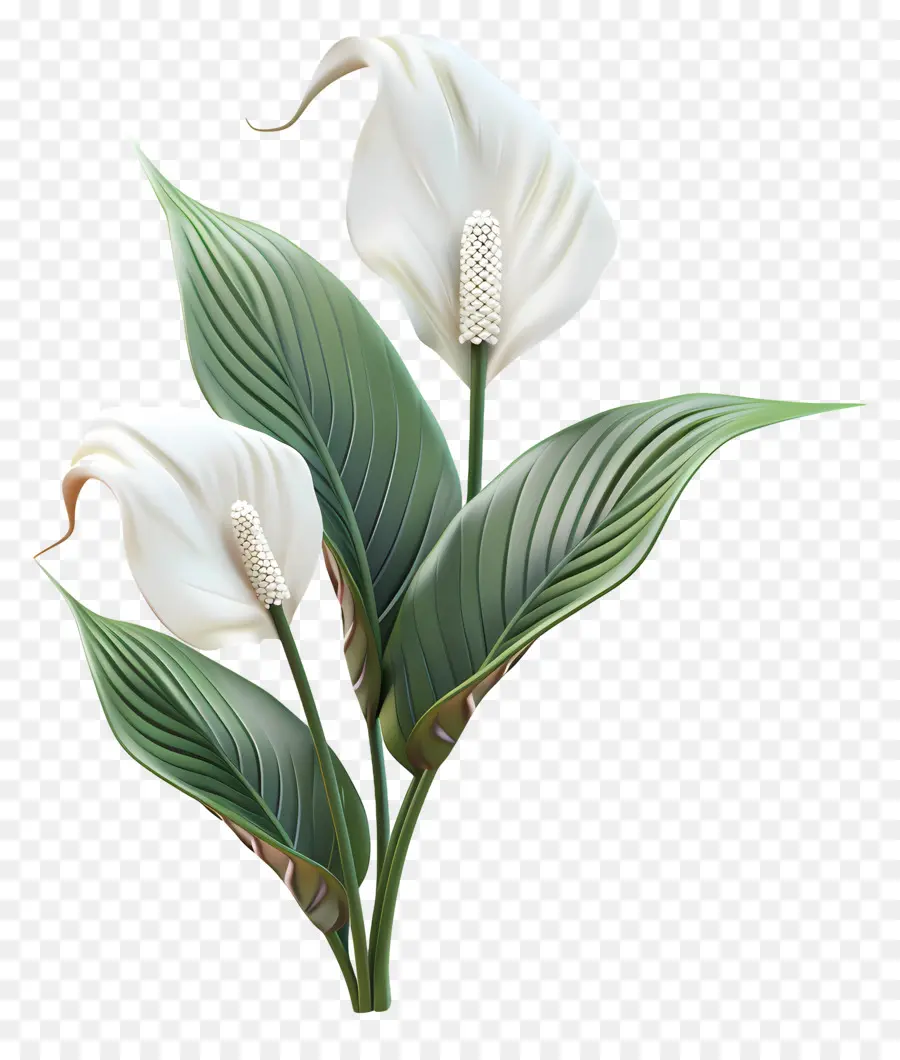 peace lily calla lilies flowers white lilies bloom