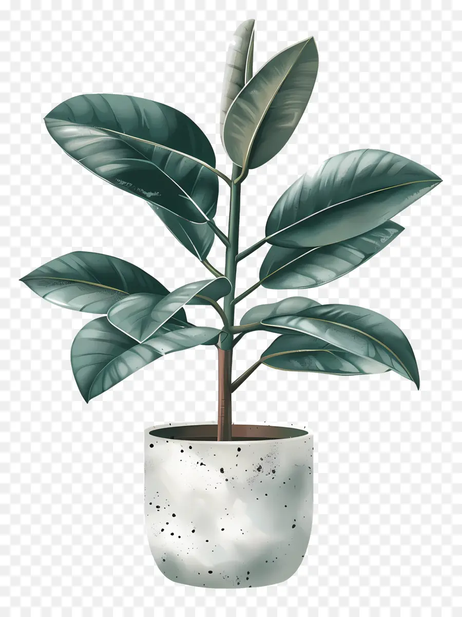 albero della gomma - Grande pianta in vaso con foglie appassite marroni