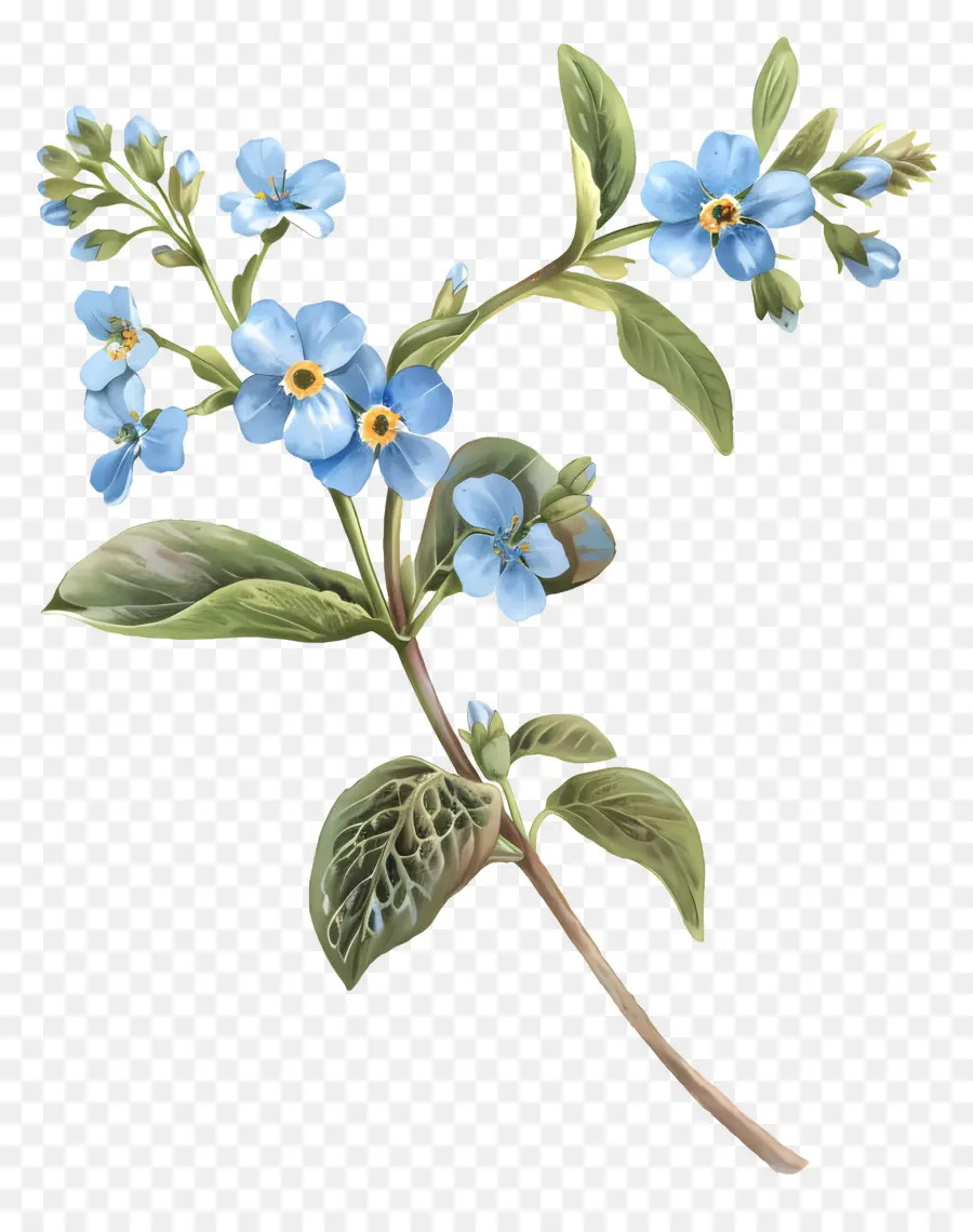 Vergiss mich nicht Blume Aquarellmalerei Blume Kunst Blau und rosa Blumen gelb und weiße Blütenblätter - Aquarellmalerei aus blauem, rosa Blume