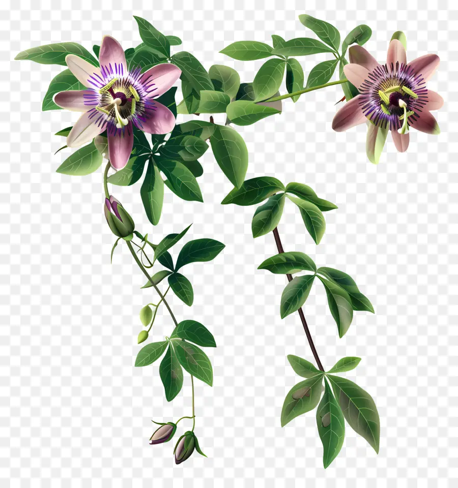 Passione Flower Vine Passione Flower Flowers Pink Flowers Plant Plant Colours Vibrant Colours - Flooming Flower Plant Blooming, fiori rosa scuro