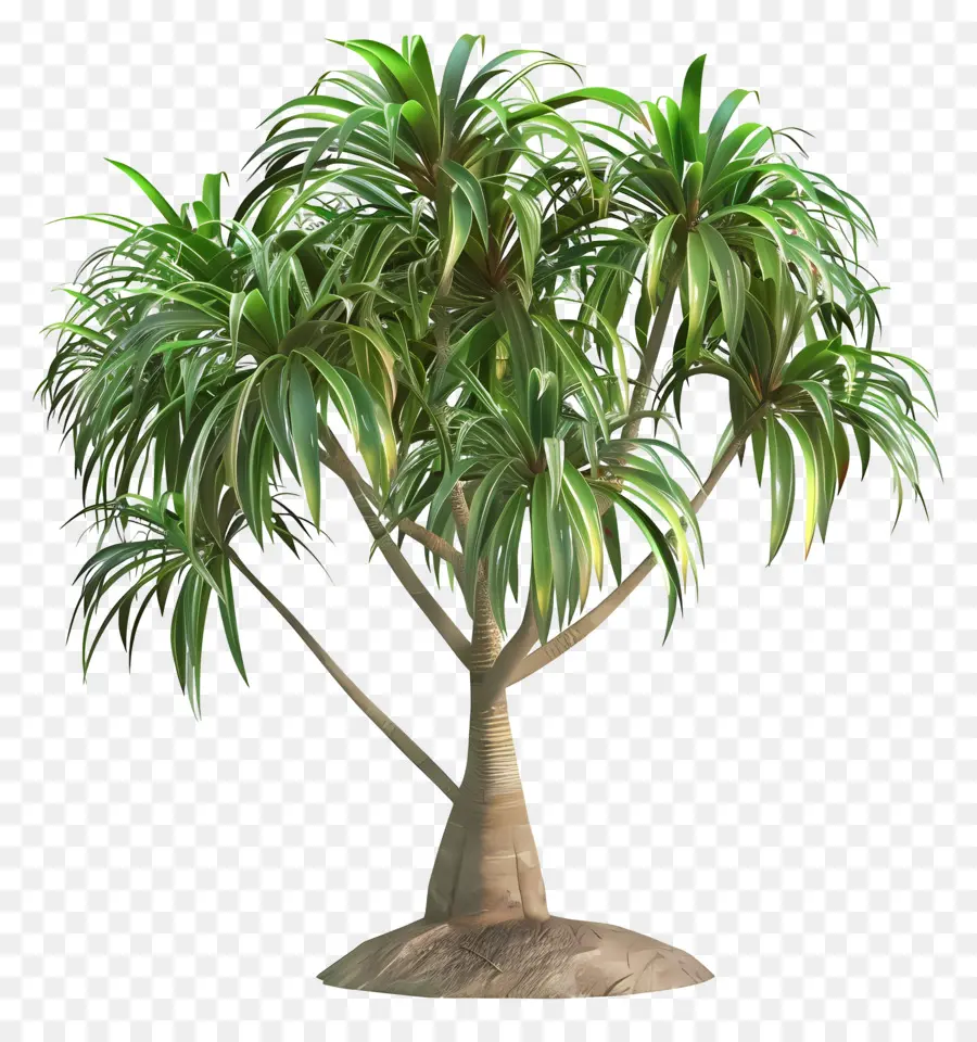 Kelapa Sawit Tree Green Pflanze üppige Laub kleine Blätter symmetrische Form - Grüne Pflanze auf runden Sockel, symmetrische Form