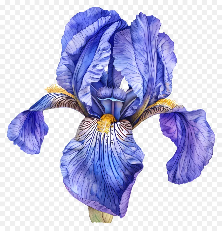 IRIS Flower Blue Iris Flower Bloom Petals - Iris blu in piena fioritura su sfondo nero