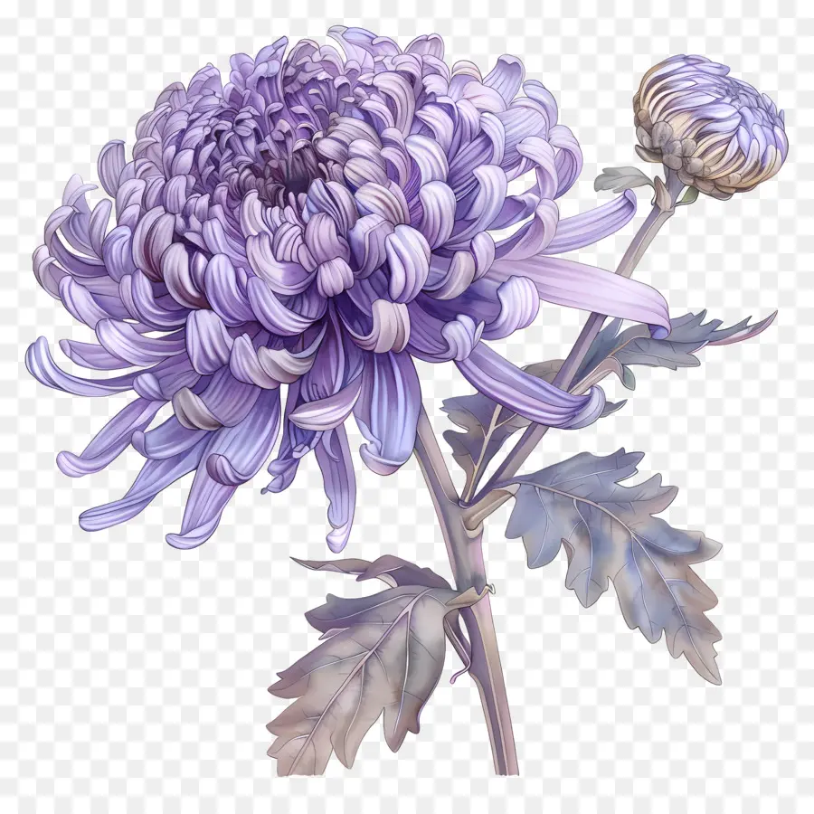 Lavendel - Große Lavendel Chrysanthus Blume mit lila Blütenblättern