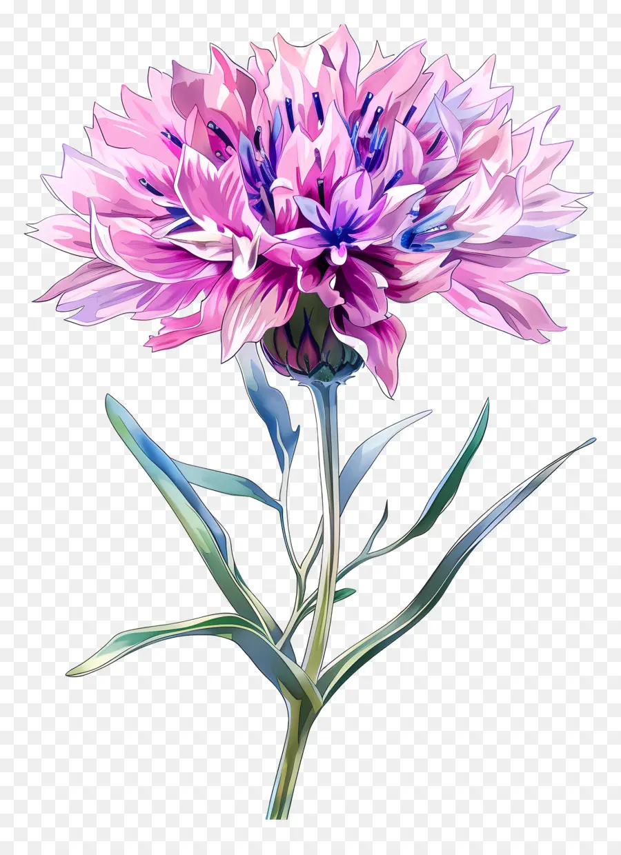 rosa Blume - Pink Blume mit lila und blauen Blütenblättern