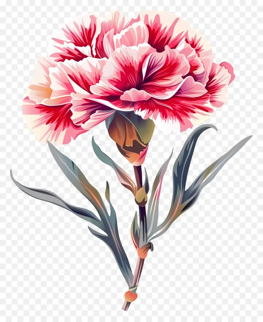 garofano di fiori di fiori di garofano di fiori rosa fiore - Carnazione rosa vibrante in piena fioritura