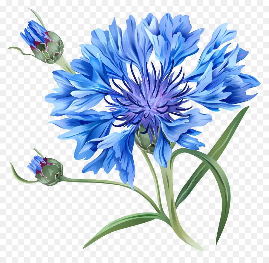fiore blu - Vibrante flusso di mais blu su sfondo nero