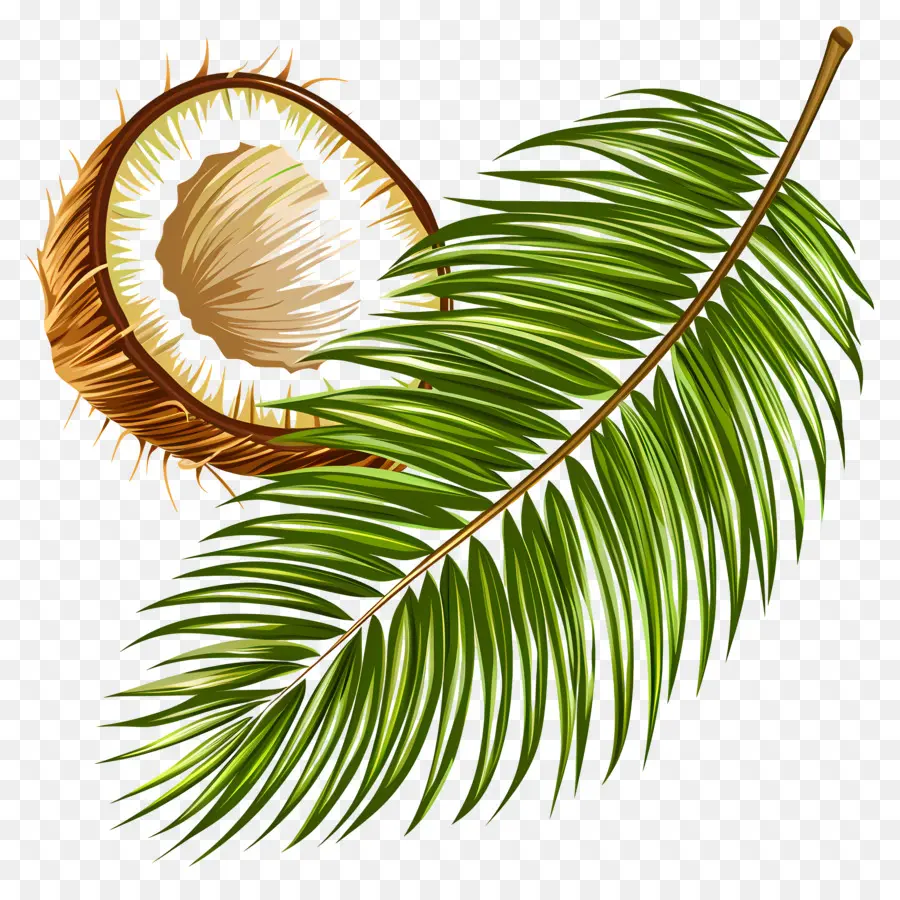 Kokos Blatt - Kokosnussblatt mit Kokosnuss halb oben