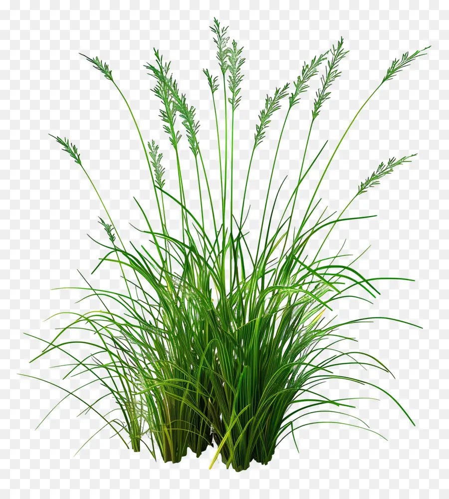Karl Foerster erba pianta alta pianta verde fogliame lunghi foglie ondeggianti - Pianta alta e verde su sfondo nero