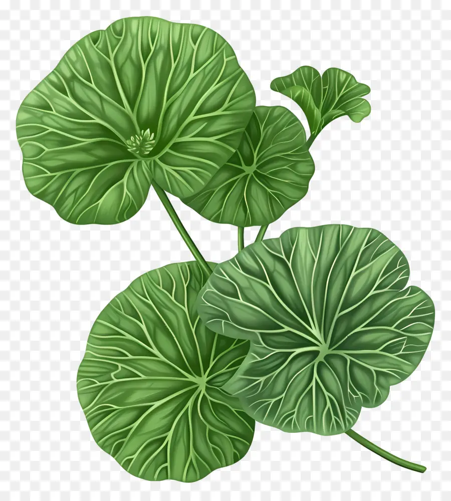 Centella asiatica foglia verde a foglie di foglie grandi foglie astratte pianta stilizzata - Pianta a foglia verde astratta su sfondo nero