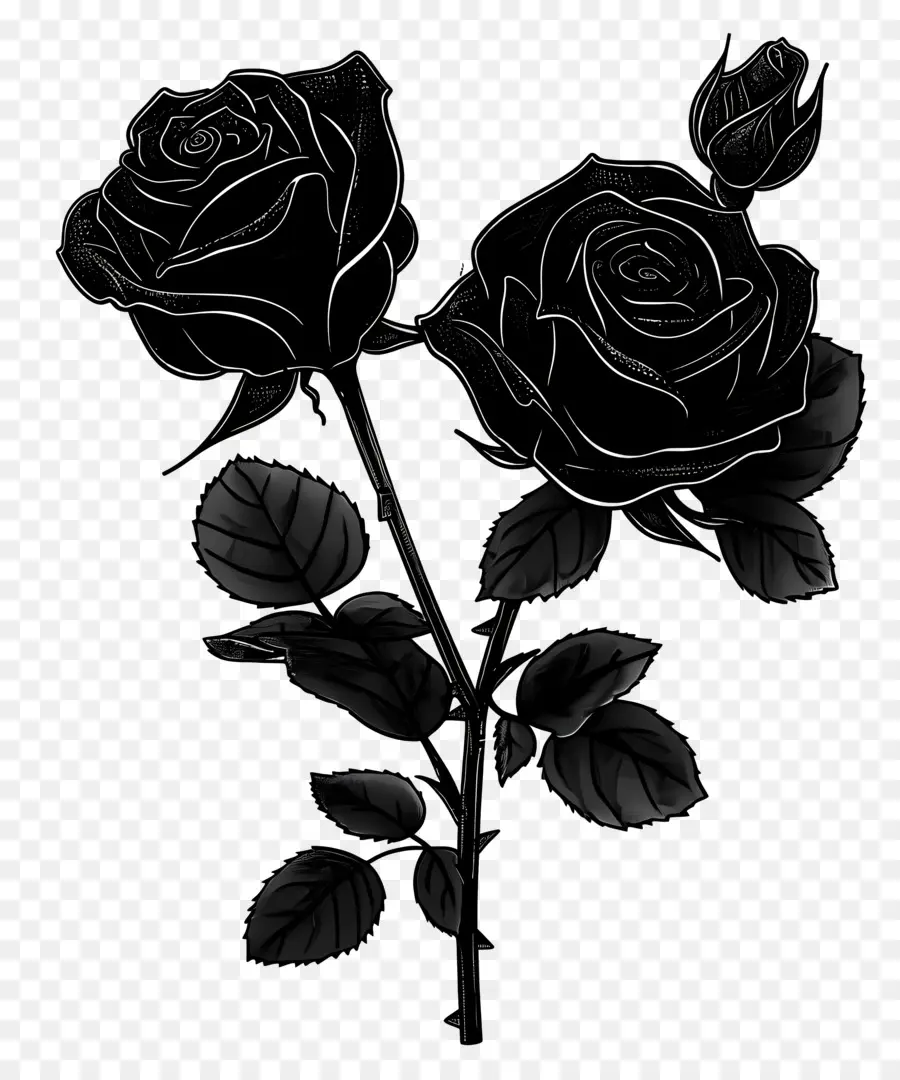 Schwarze Rosen Rosen Blumen blühen bewässert - Drei dunkle, lebendige Rosen auf schwarzem Hintergrund