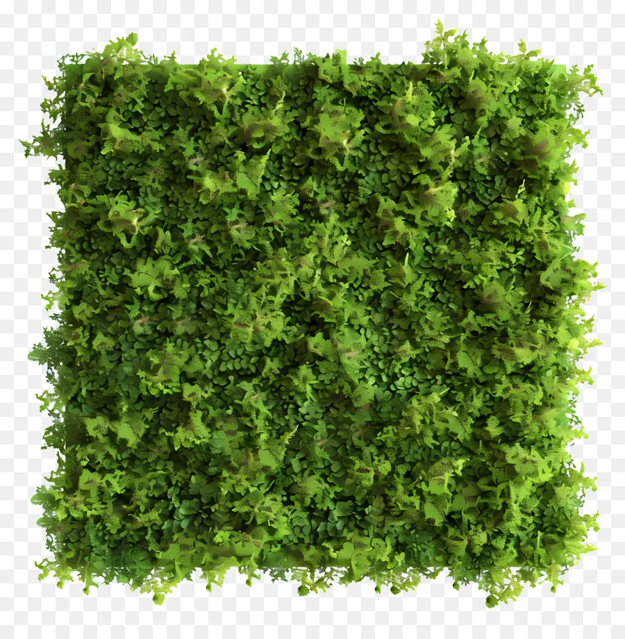 Tường rêu rêu xanh rêu bền vững rêu rêu bền vững - Tường rêu xanh với văn bản 