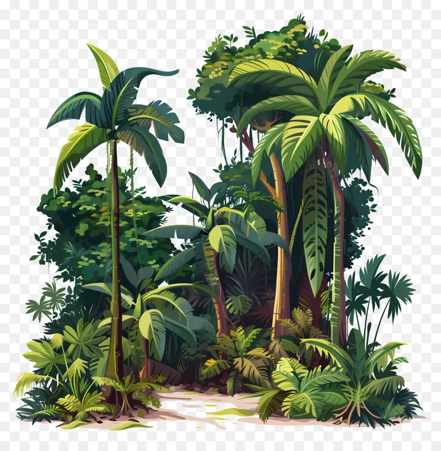 cây cọ - Rừng nhiệt đới tươi tốt với thảm thực vật và ánh sáng mặt trời