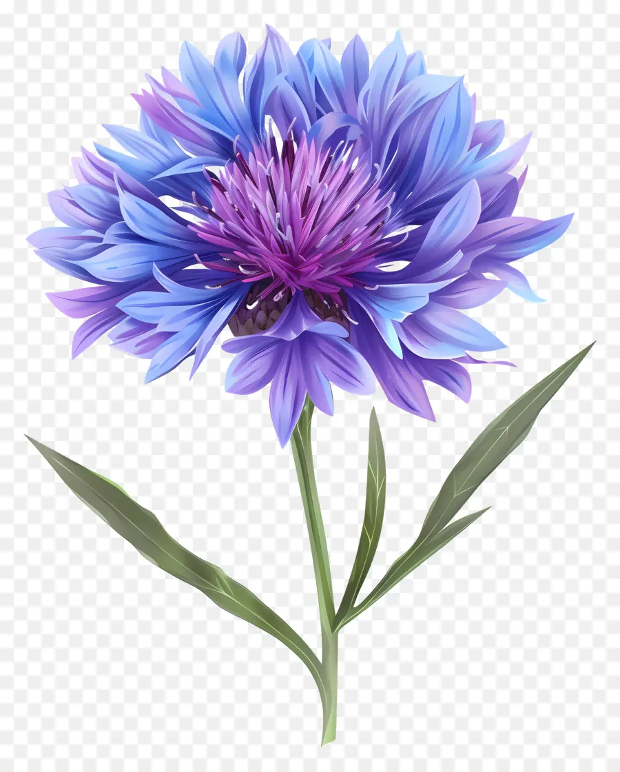 purple cornflower blue chenopod plant lamb's ear flower full bloom flower large flowers