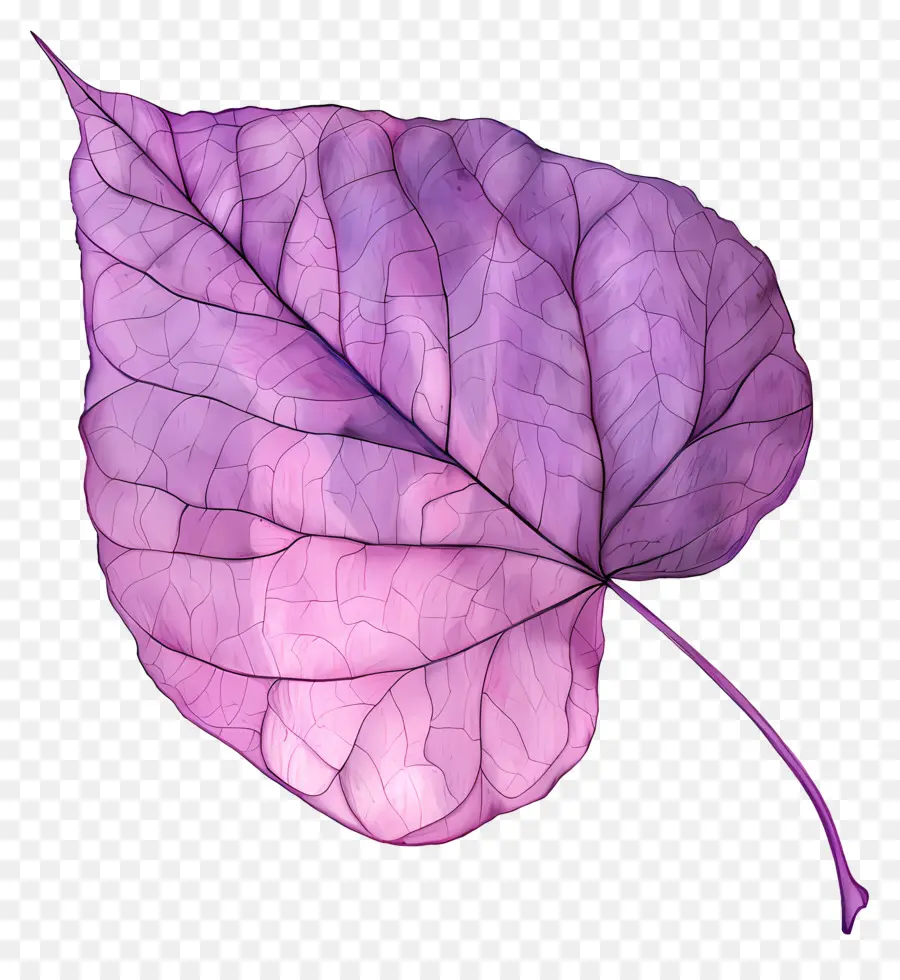 eastern redbud leaf pink leaf veins translucent thin