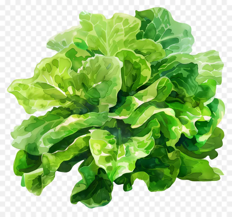 grünes Salat Grüner Blattsalat frischer Salatblätter Salat Pflanzensalatblüten - Frische grüne Salatpflanze mit Blumen und Dornen