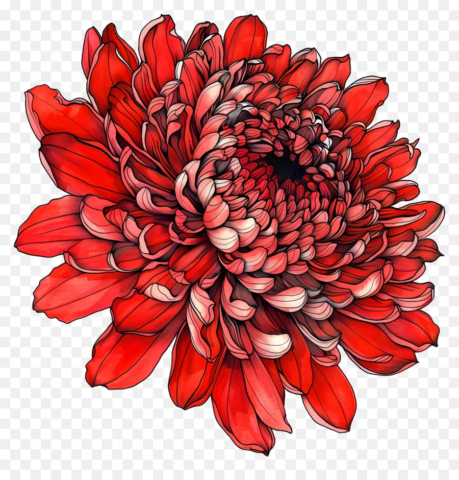 Blume Zeichnung - Realistische Zeichnung der roten Chrysanthemenblume