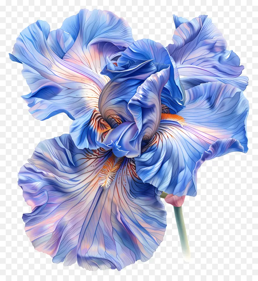 Blume Malerei - Blaues Irismalerei auf schwarzem Hintergrund