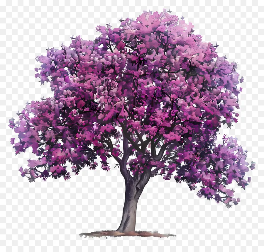 Judas Tree Tree Pink Blumen Äste Blätter - Großer Baum mit rosa Blüten im Feld