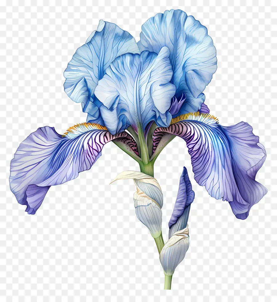 Iris Blume Aquarellmalerei Iris Blume Blau Blütenblätter weißes Zentrum - Aquarellmalerei der blauen Irisblume